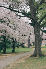 D.C. cherry blossoms
