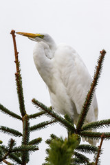 The great egret - Ardea alba