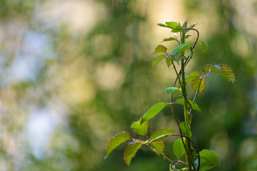 Strait bramble branch, growing up. Colorful smooth background.