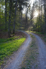Fototapeta na wymiar Lonely forest path in backlight