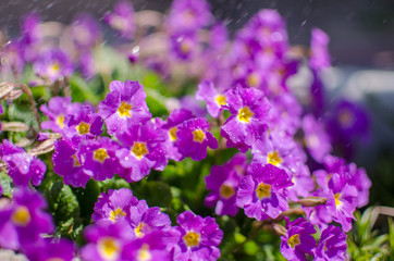 Small fragile primrose flowers bloom