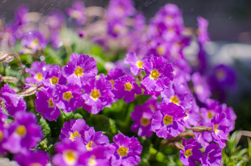 Small fragile primrose flowers bloom