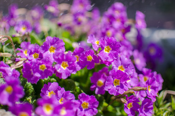 Fototapeta premium Small fragile primrose flowers bloom