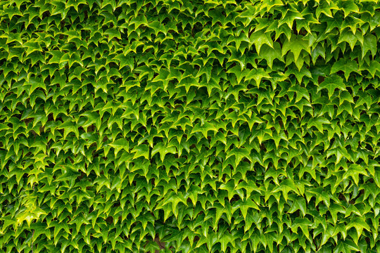 Ivy on a Wall