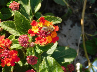 Lantana camara flowers and a honey bee or apis mellifera in Attica,Greece