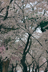 D. c. cherry blossoms