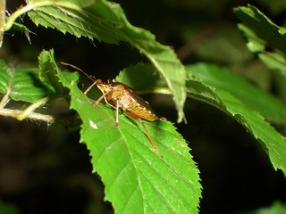 a bug is climbing on a leaf