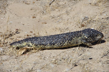 Austalia