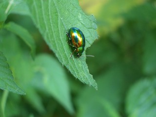 a bug is climbing on a leaf