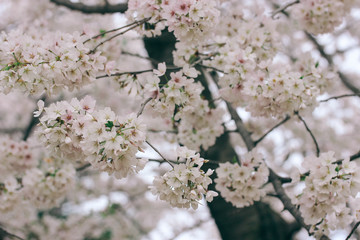 D. c. cherry blossoms