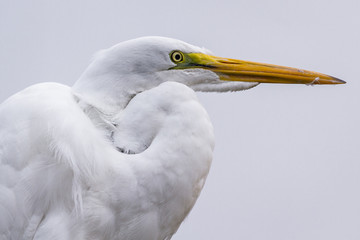 The great egret - Ardea alba