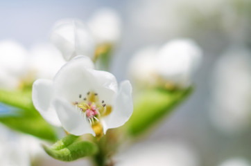 White flowers pear blossom is good nectar and for pear harvest