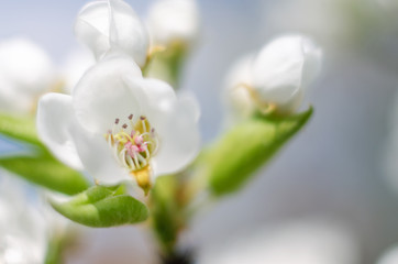 White flowers pear blossom is good nectar and for pear harvest