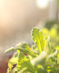 Shoots of young poppy