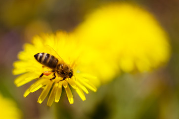 A small bee insect collects nectar for honey from flowers