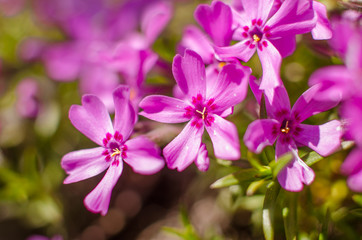 Fototapeta na wymiar Small phlox flowers for spring garden decoration