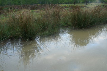 Obraz na płótnie Canvas Sumpf Gebiet mit Gras