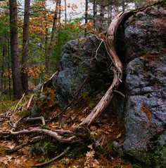 Roots and stone unite.