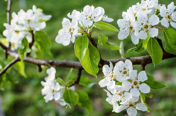 White flowers pear blossom is good nectar and for pear harvest