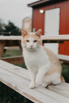 A barn cat