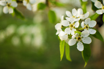 White flowers pear blossom is good nectar and for pear harvest