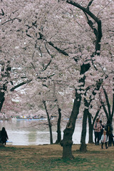 D. c. cherry blossoms