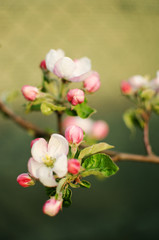 henomeles - Japanese quince blooms outdoors in spring