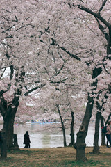 D. c. cherry blossoms