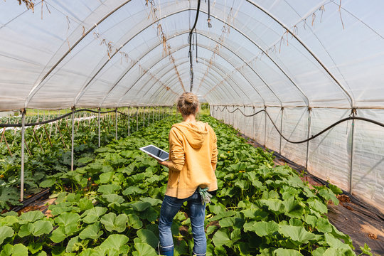 Farmer at work in the greenhouse using a digital tablet