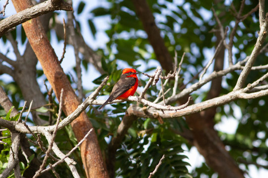 Vermillion Flycatcher in a Tree
