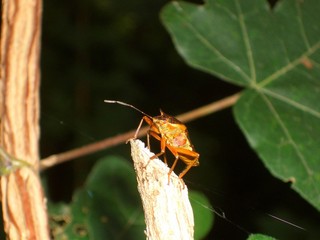 a bug is climbing on a leaf