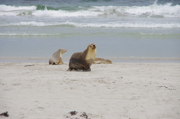Fototapeta premium seal