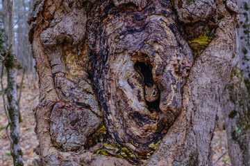 Shy critter - Chipmunk