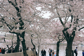D. c. cherry blossoms