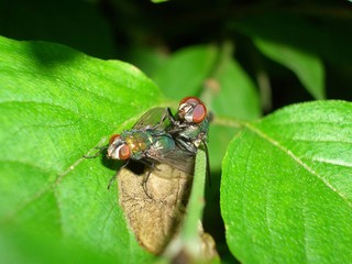 a fly is sitting on a leaf