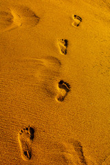 Summer. On the sandy seashore, there are human footprints.