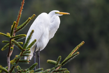 The great egret - Ardea alba