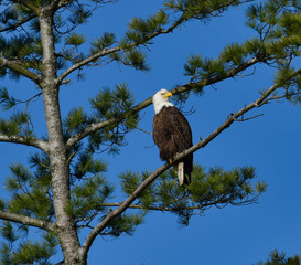bald eagle on branch