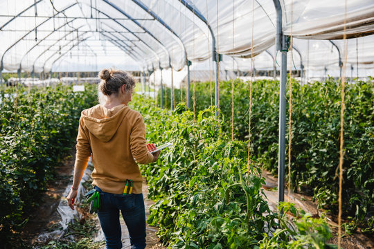 Woman using digital tablet at work in a greenhouse