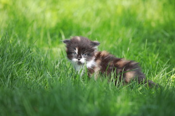 Naklejka na ściany i meble brown stray kitten in the meadow