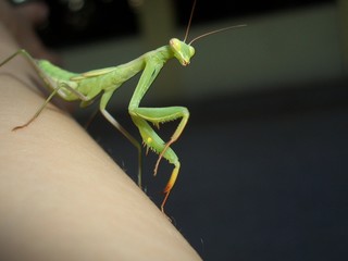 a mantis is climbing on the hand