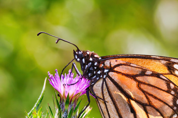 Macro photo of a Monarch butterfly sipping nectar from a pink thistle.
