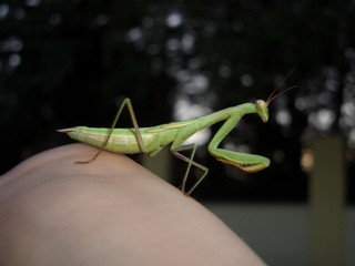 a mantis is climbing on the hand