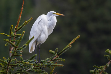 The great egret - Ardea alba