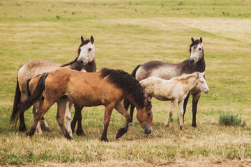 Family of horses in the field