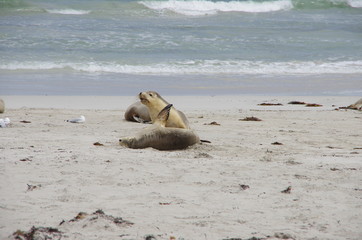 seal