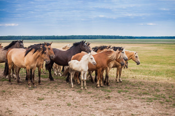Naklejka na ściany i meble Family of horses in the field