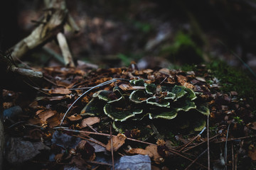 Blooming mushroom on a tree.