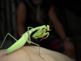 a mantis is climbing on the hand