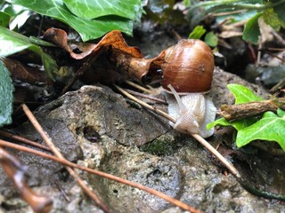 a snail is climbing on the ground
